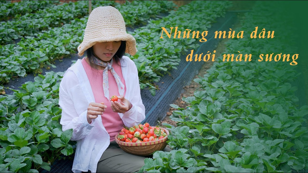 Trải nghiệm hái dâu Đà Lạt và làm mứt dâu tây